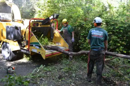 tree services Wauregan